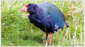 takahē