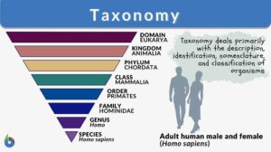 taxonomy definition and example diagram