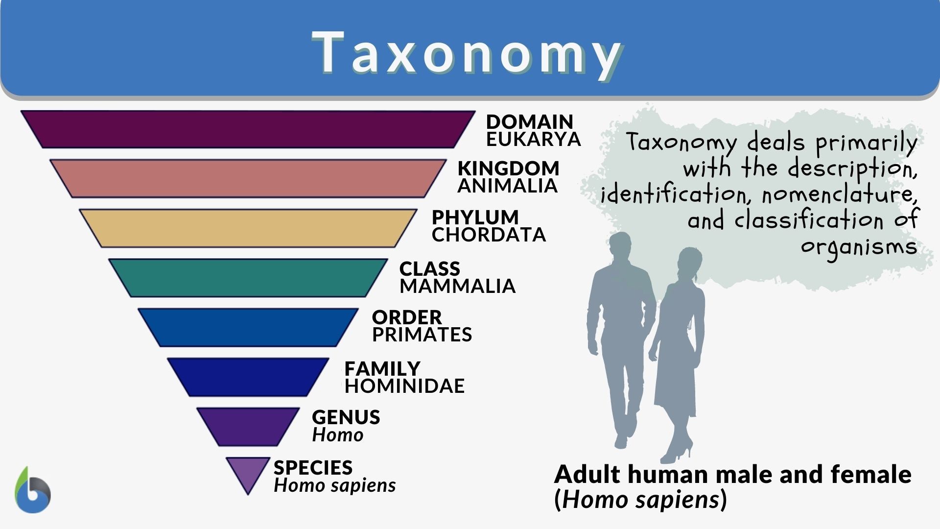 Background: You will be the evolutionary biologist, and complete the  following activities to build a 