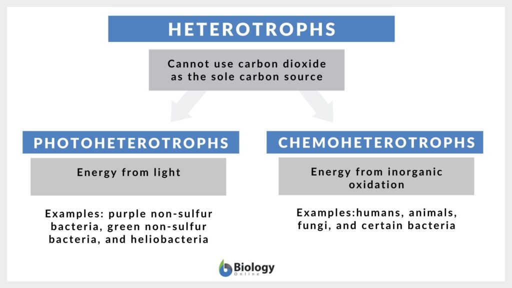 types of heterotroph