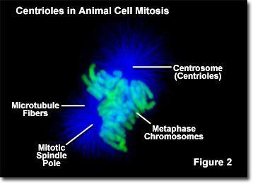 Centrioles in animal cells