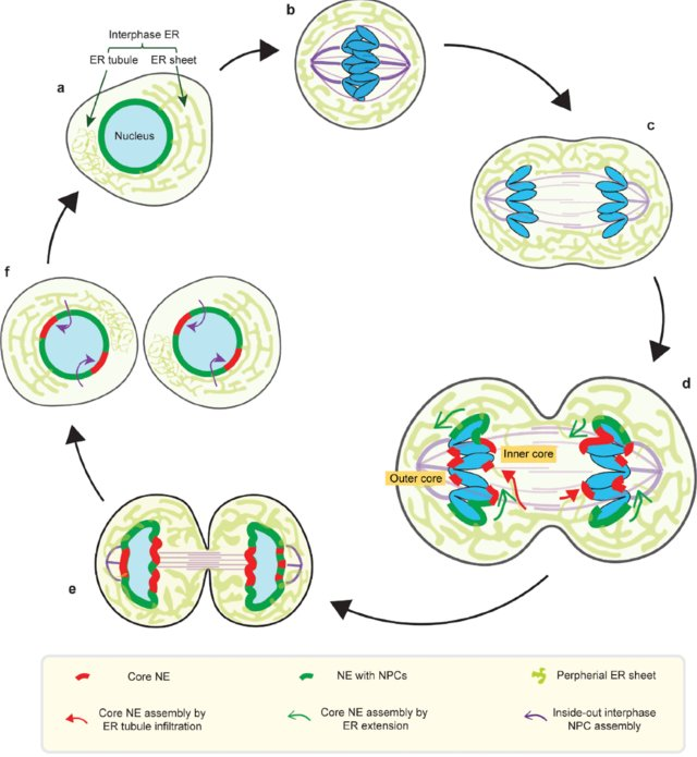 Dynamics of the nuclear envelope during the normal cell cycle