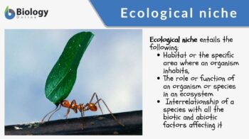 Ecological niche - Definition and Examples - Biology Online Dictionary