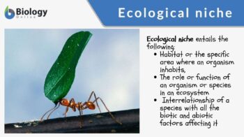 Ecological Niche definition and example