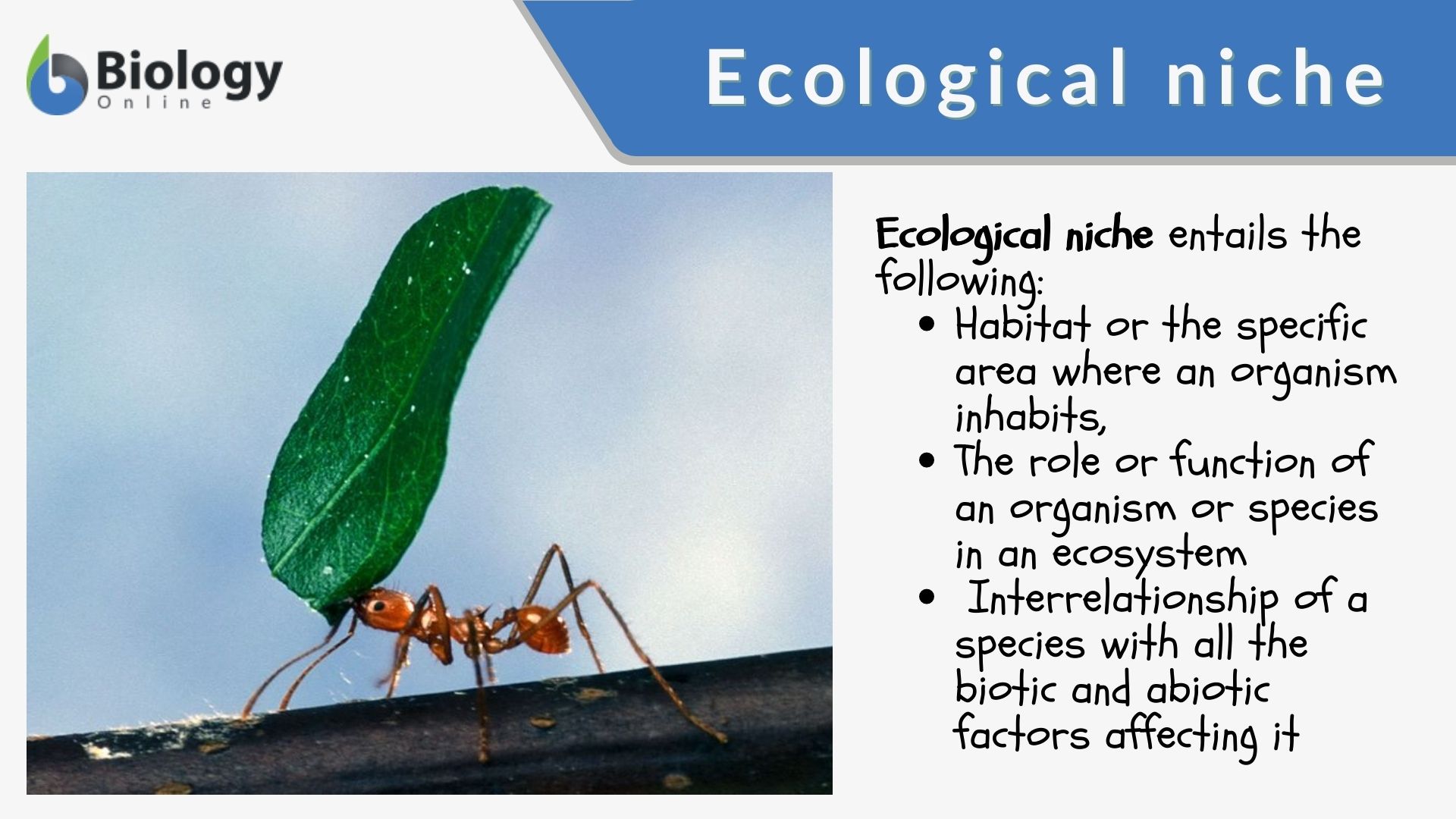 write an essay on ecological niche