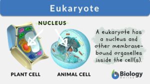 Eukaryote definition