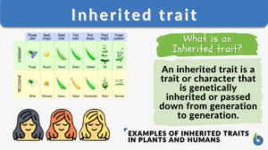 Inherited trait definition and example