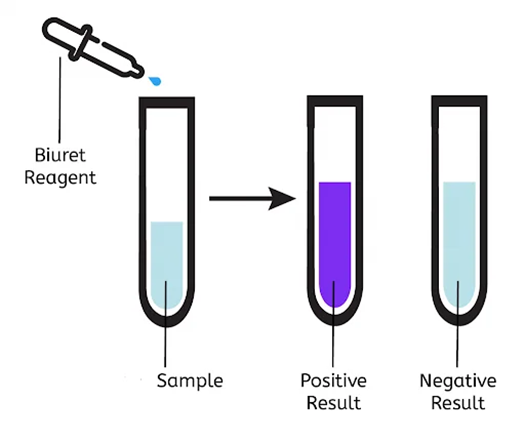 Procedure of Biuret Test