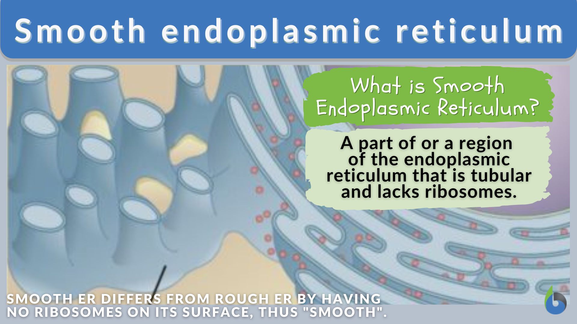 Smooth endoplasmic reticulum - Definition and Examples - Biology