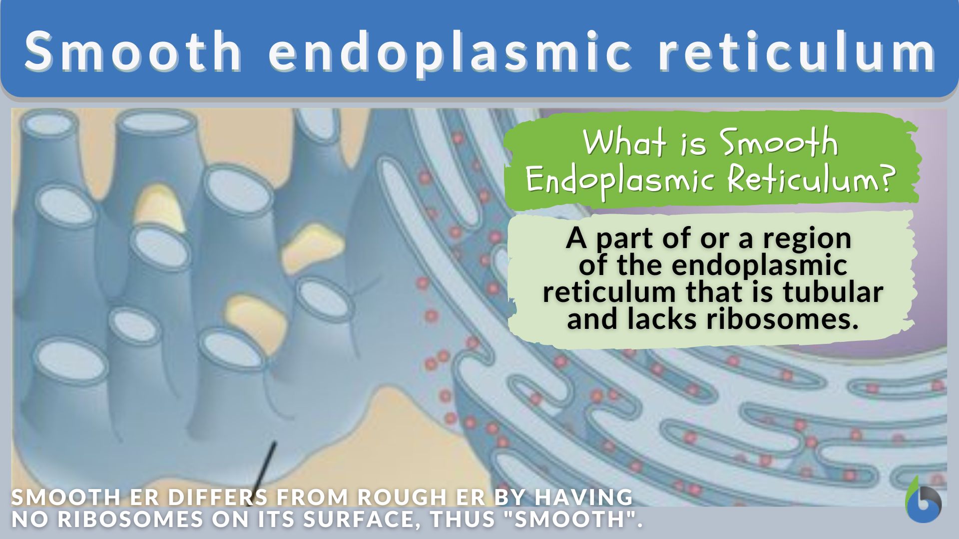 Smooth endoplasmic reticulum - Definition and Examples - Biology Online  Dictionary