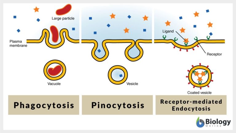 Types of endocytosis