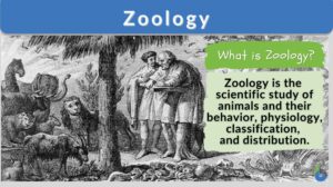 Zoology definition and example