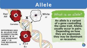 allele - definition and example