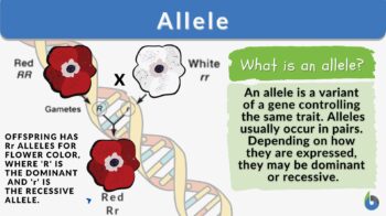 allele - definition and example