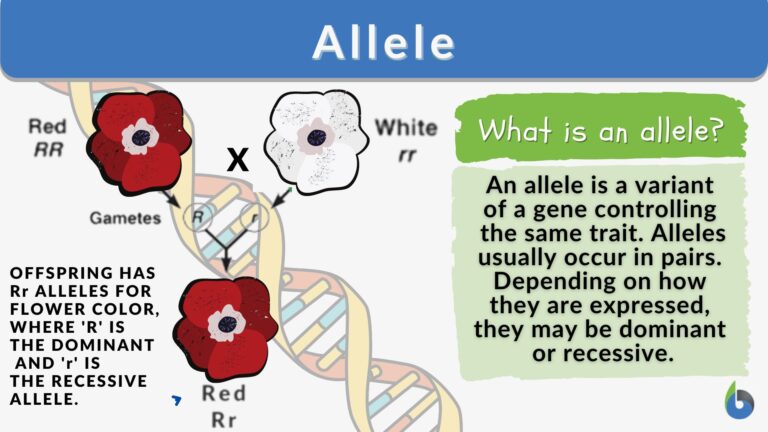 Allele Definition And Examples Biology Online Dictionary allele-definition-and-examples-biology-online-dictionary