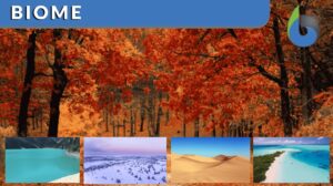 biome definition