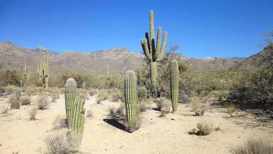 cactus in the Arizona desert