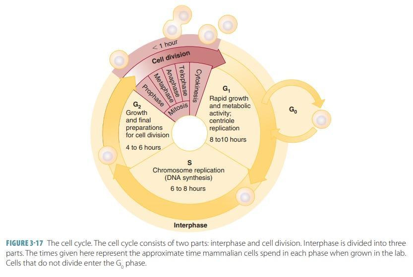 cell cycle