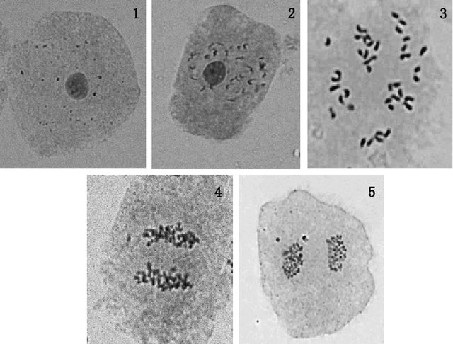cells at different stages of the cell cycle (microscope)