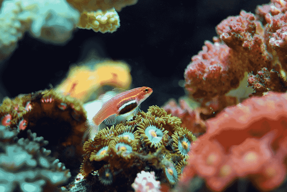 coral reef photo