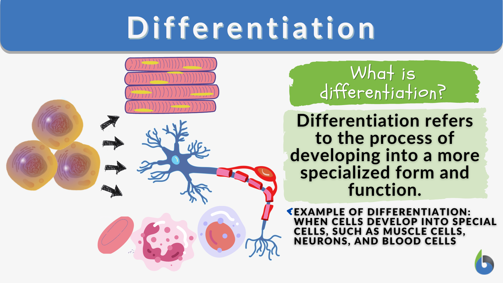 Differentiation Definition And Examples Biology Online Dictionary