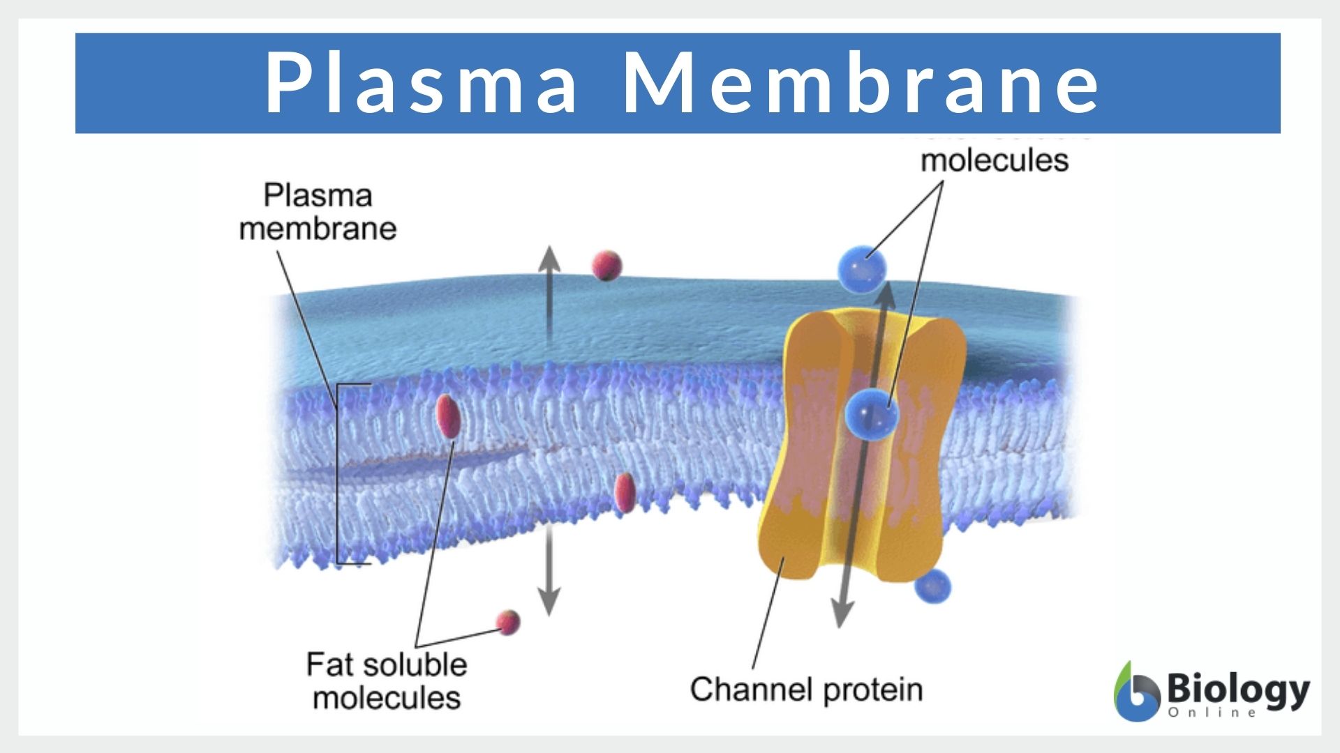 Main component of plasma membrane