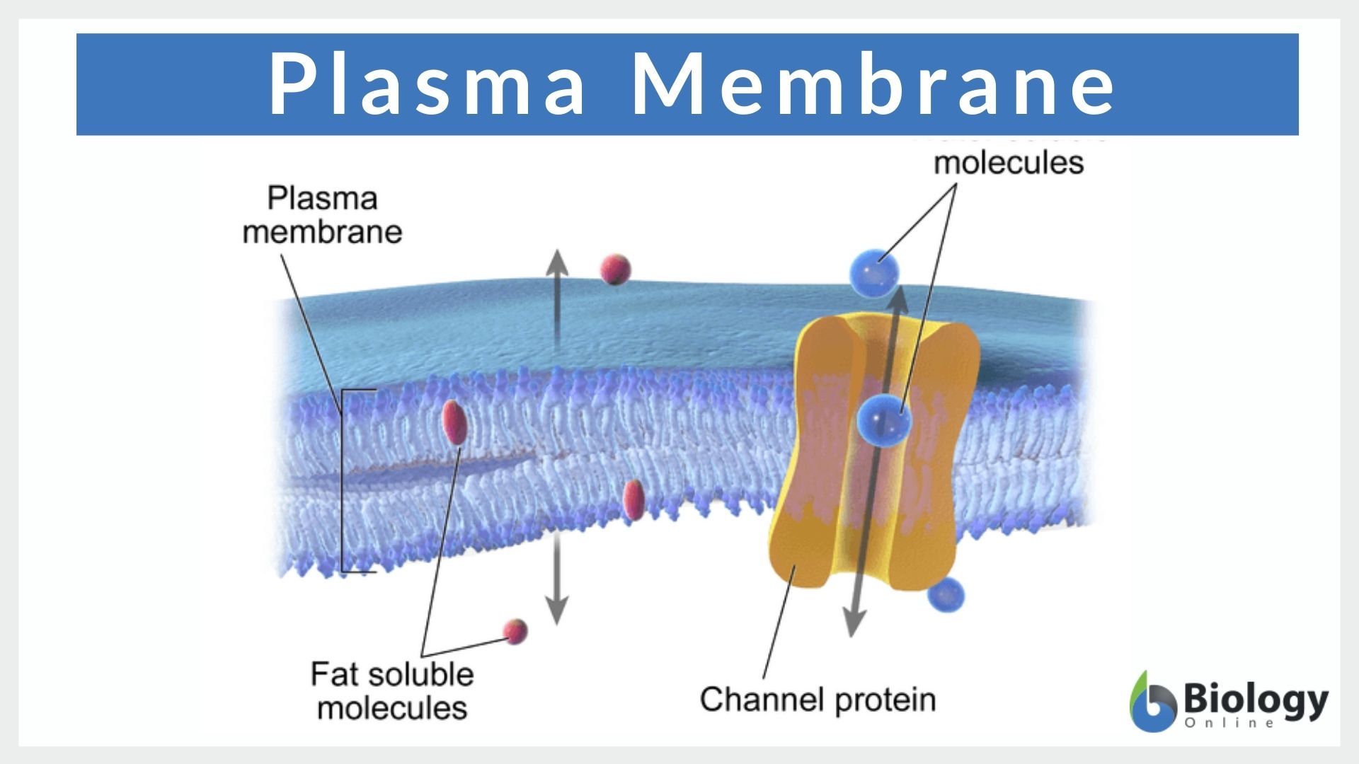 Plasma membrane - Definition and Examples - Biology Online Dictionary