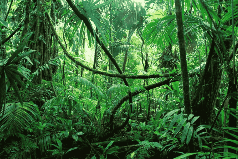 Biome - Definition and Examples - Biology Online Dictionary