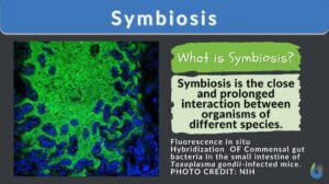 symbiosis - definition and example