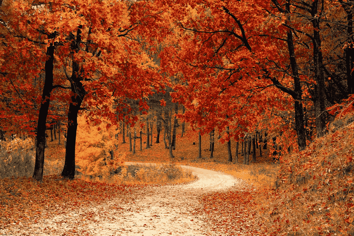 temperate forest