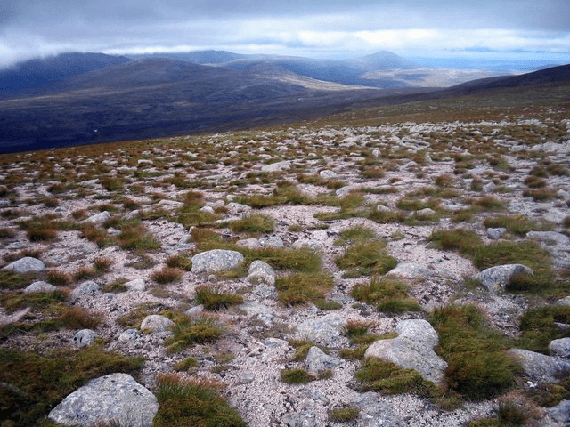 tundra photo
