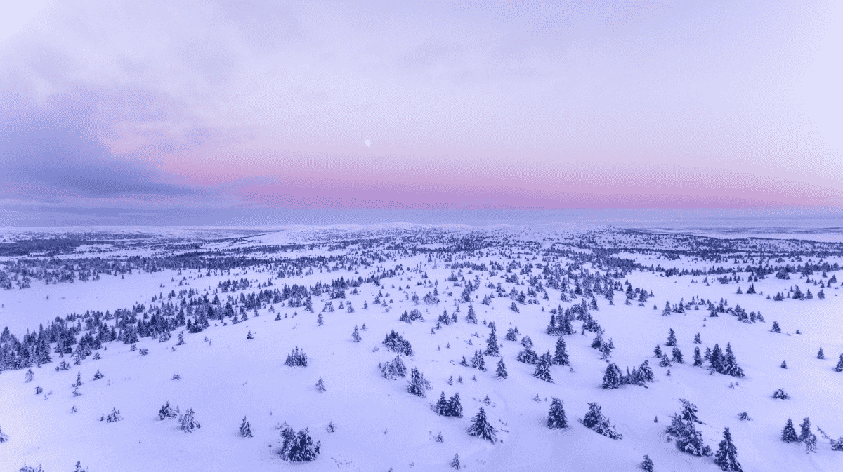 tundra