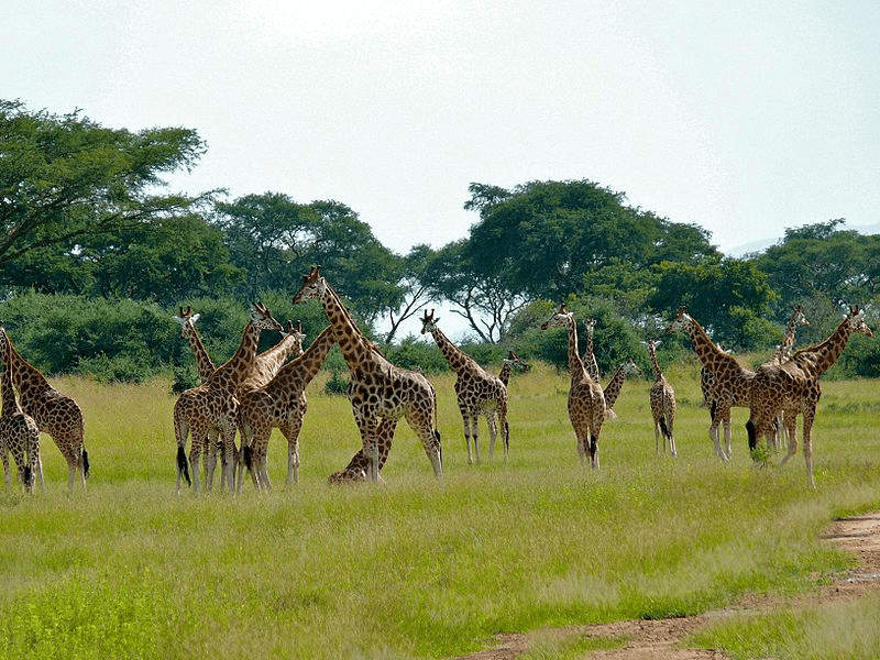 zebra on grassland photo