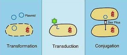 Conjugation, Transduction, and transformation