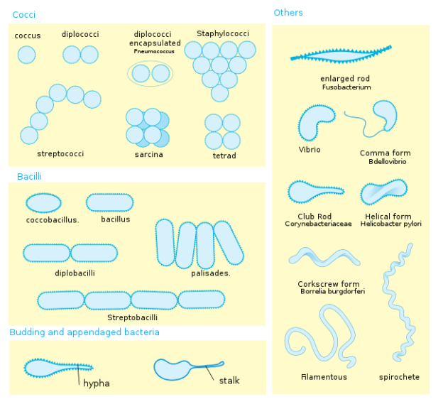 Different bacteria shapes and arrangements