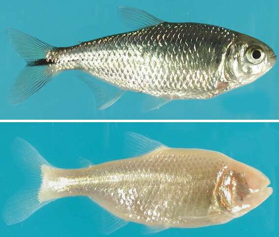 Fish with non-functional eyes