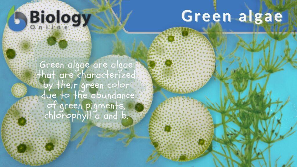 Green algae Definition and Examples Biology Online Dictionary