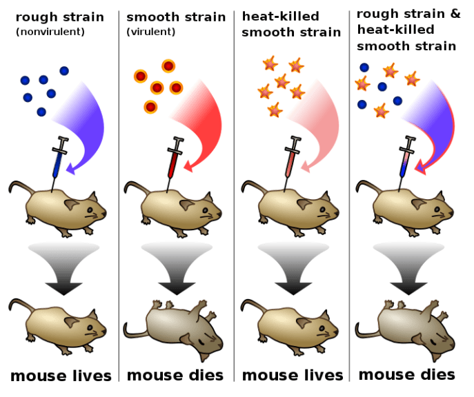 Griffith’s experiment on transformation