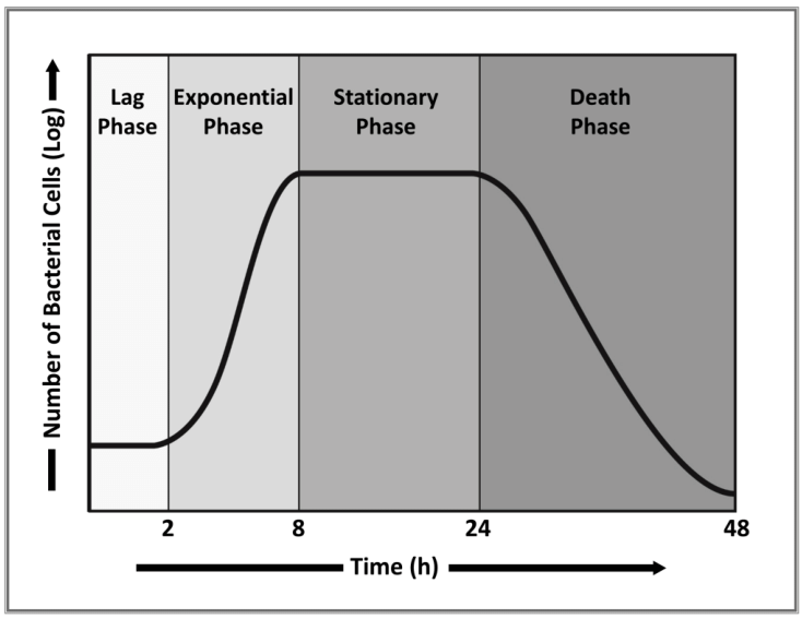 Growth curve of the bacteria showing the four different phases