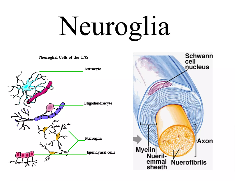 Nervous Tissue Diagram