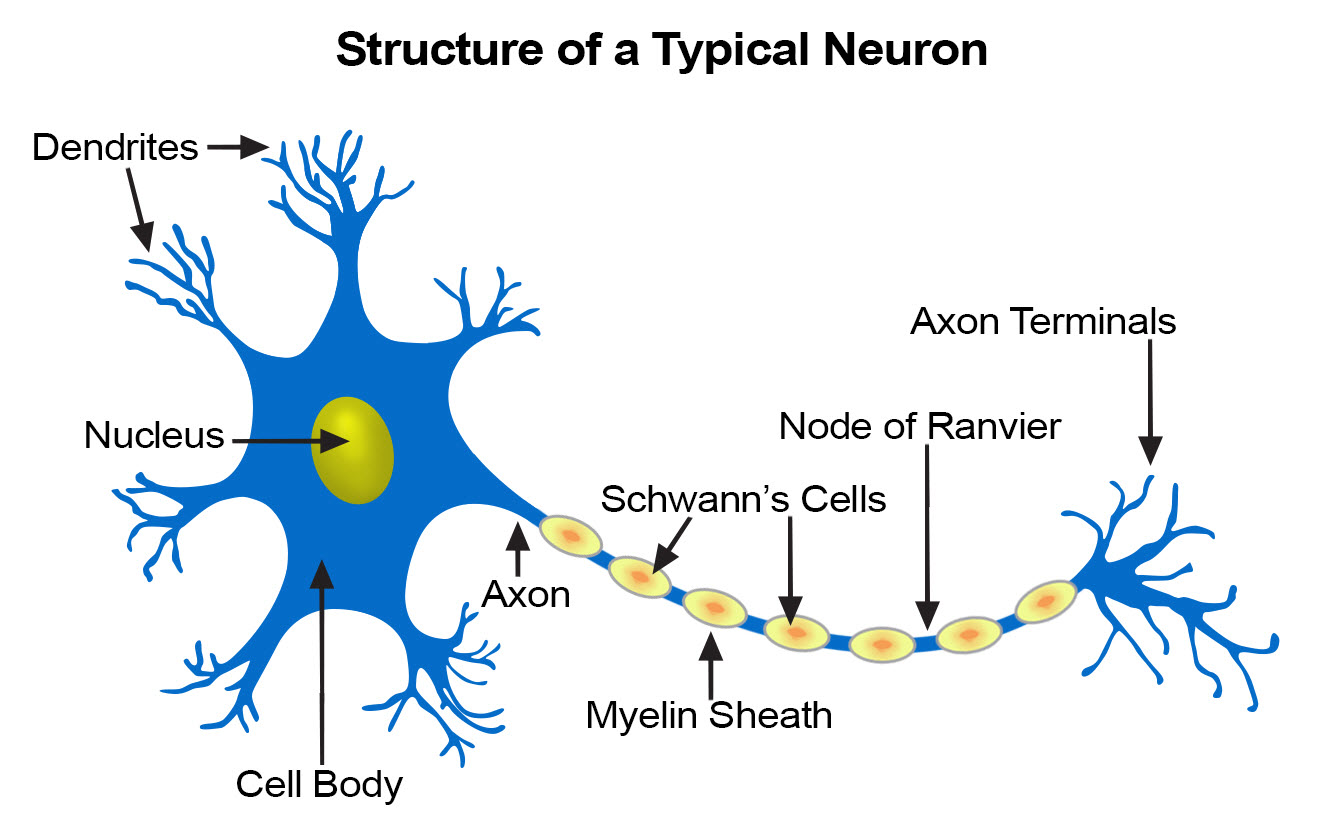 Labelled diagram of a neuron