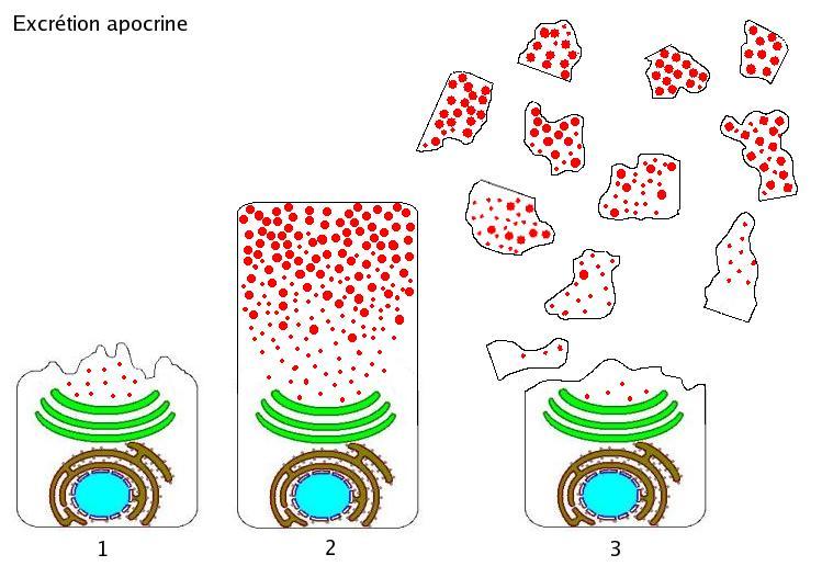Mechanism of secretion - apocrine