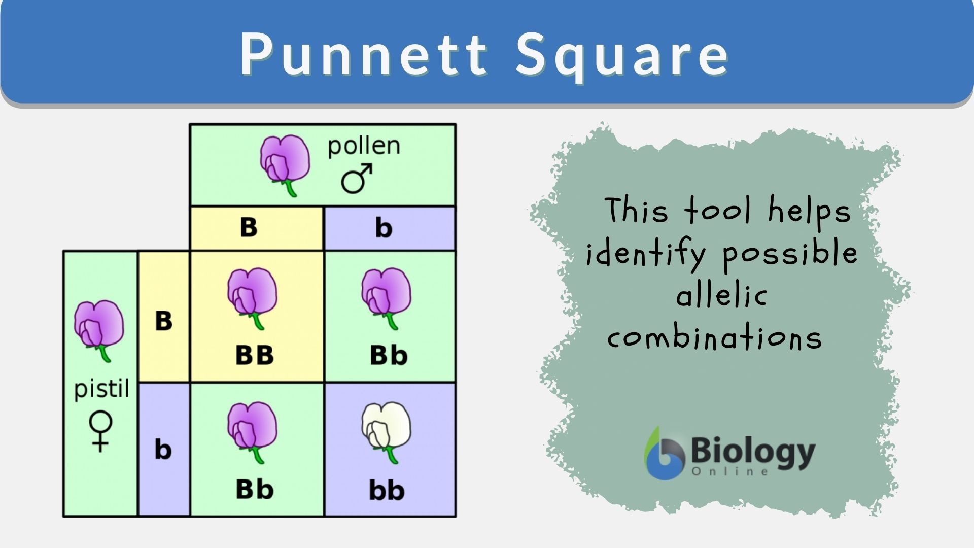 Punnett Square Definition And Examples Biology Online Dictionary