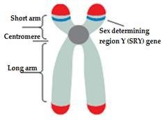 SRY gene position on the chromosome