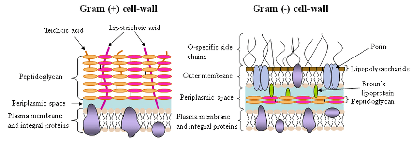 Schematic diagrams of Gram-positive and Gram-Negative Cell walls