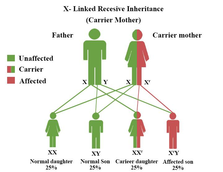 Sex Linked Trait Definition And Examples Biology Online Dictionary