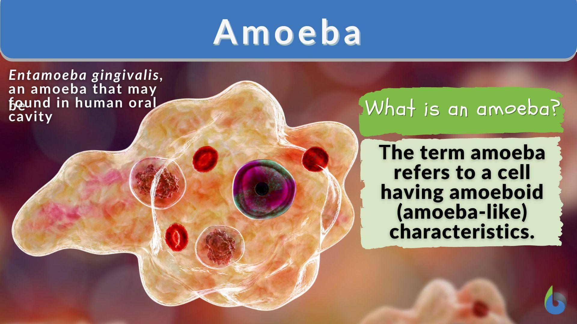 protista amoeba