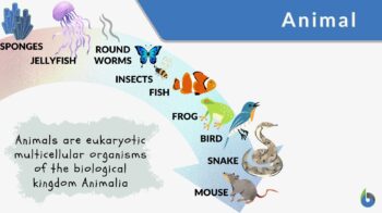Animal - Definition and Examples - Biology Online Dictionary