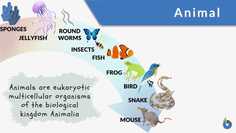 Bears Definition and Examples - Biology Online Dictionary