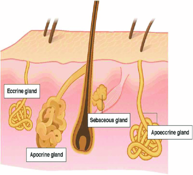 apocrine gland location